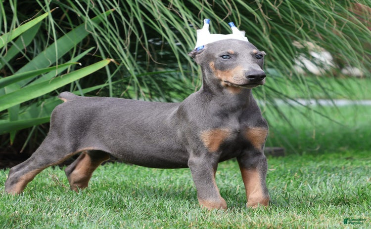 Doberman Pinscher dogs for sale - Ad 5