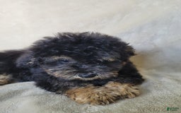 Lhasapoo dogs for sale: Mr. Bentley - Image 5