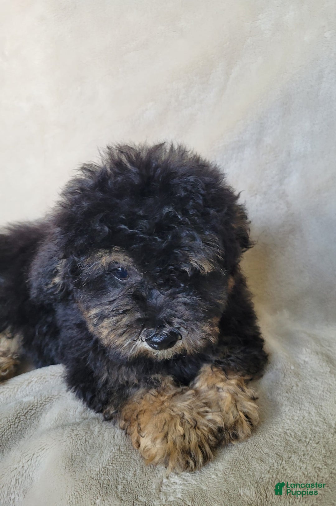 Lhasapoo dogs for sale: Mr. Bentley - Image 5