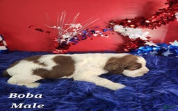 English Springer Spaniel dogs for sale: Boba - Image 1