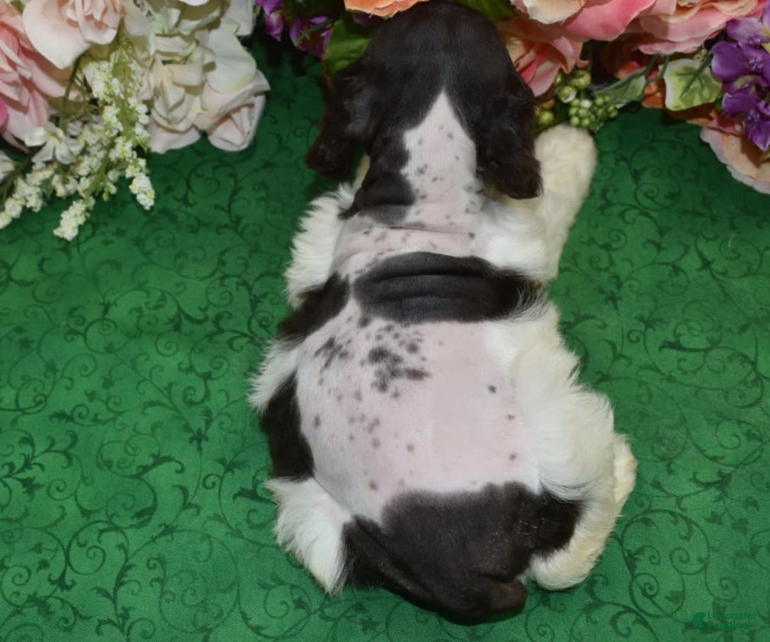 Cocker Spaniel dogs for sale: Briechocolatetanparticockerpuppy - Image 8