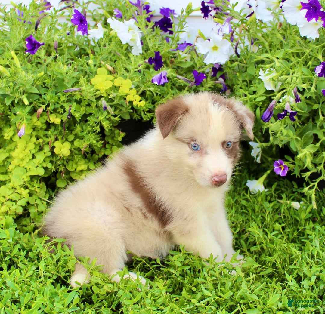 Australian Shepherd dogs for sale: Australian Shepherd 8 puppies - Image 4
