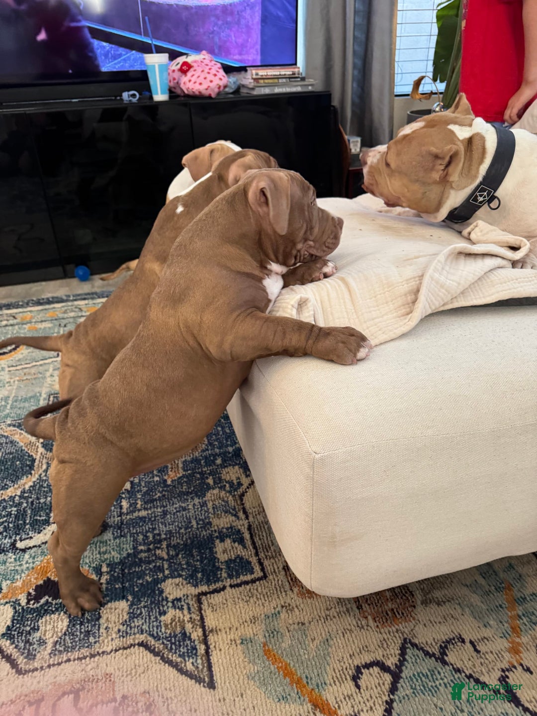 American Bully dogs for sale: Coco - Image 1
