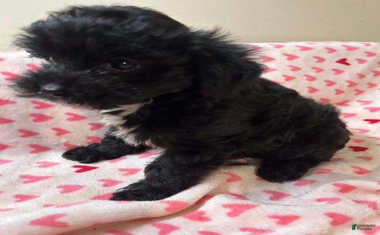 Yorkiepoo dogs - Advert 20