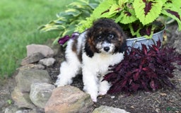 Miniature Poodle dogs for sale: Austin - Image 5