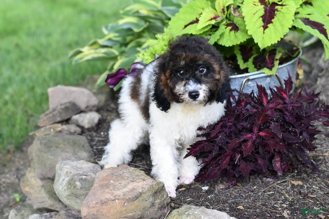 Miniature Poodle dogs for sale: Austin - Image 5