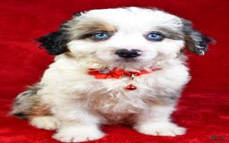 Mini Aussiedoodle dogs for sale: Austen - Image 6