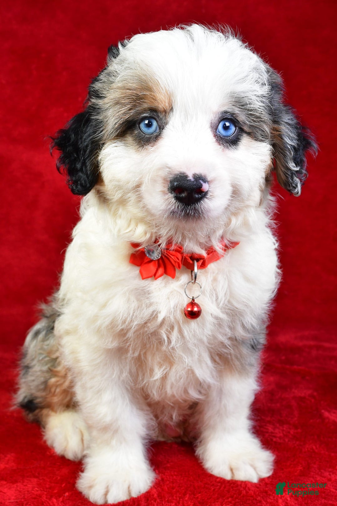 Mini Aussiedoodle dogs for sale: Austen - Image 6