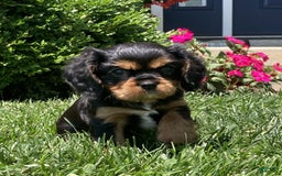 Cavalier King Charles Spaniel dogs for sale: Rex - Image 14