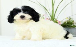 Cavapoo dogs for sale: Gloria - Image 1