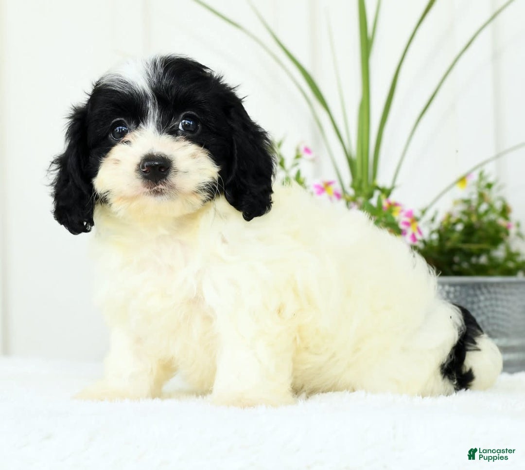 Cavapoo dogs for sale: Gloria - Image 1
