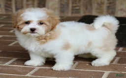 Shihpoo dogs for sale: Daisy Dew - Image 4
