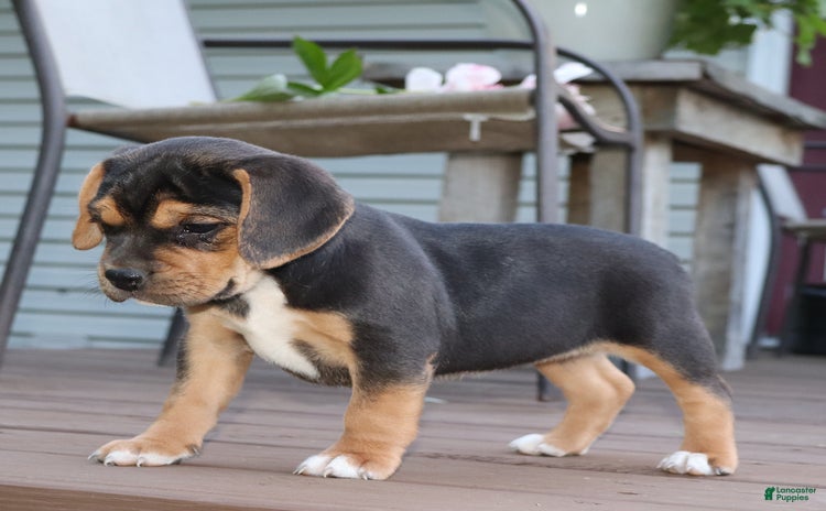 Beabull dogs for sale - Ad 2