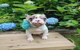 French Bulldog dogs for sale: Athena Akc - Image 47