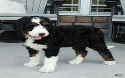Bernedoodle dogs for sale: Willow - Image 1