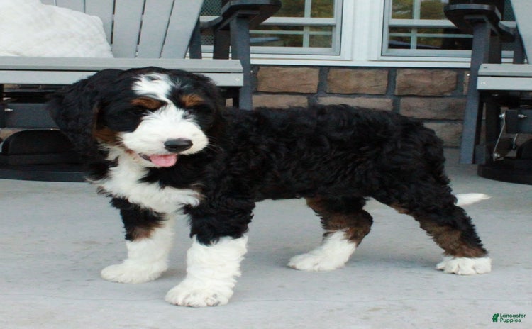 Bernedoodle dogs for sale - Ad 1