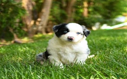 Australian Shepherd dogs for sale: Kimber - Image 1
