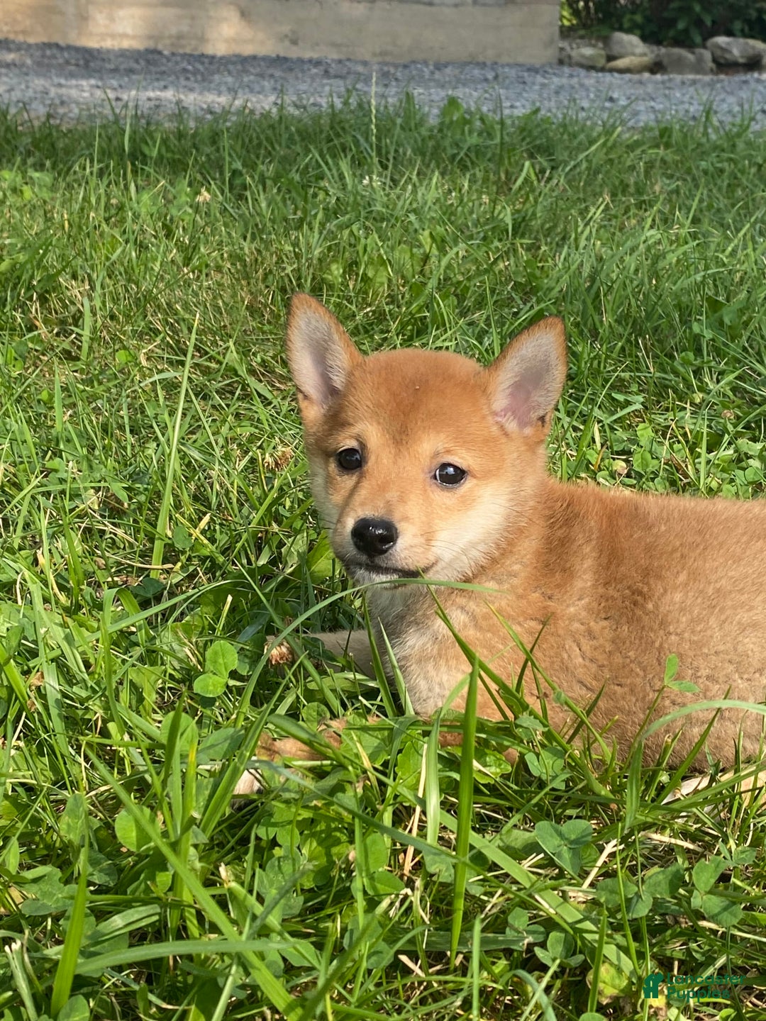Shiba Inu dogs for sale: Irene - Image 5
