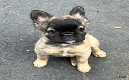 French Bulldog dogs for sale: Brooklyn - Image 3
