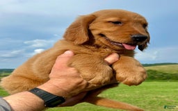 Golden Retriever dogs for sale: Clifford - Image 11