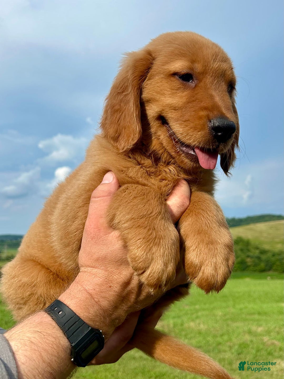 Golden Retriever dogs for sale: Clifford - Image 11
