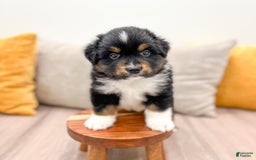 Australian Shepherd dogs for sale: Pepper - Image 5