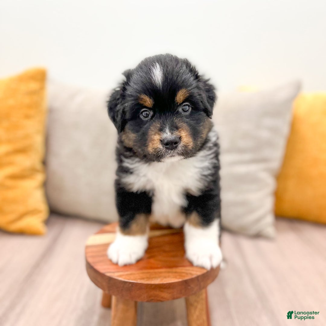 Australian Shepherd dogs for sale: Pepper - Image 5