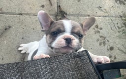 French Bulldog dogs for sale: Rebel - Image 1