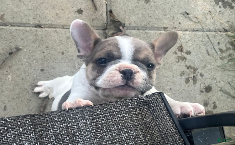 French Bulldog dogs for sale - Ad 3