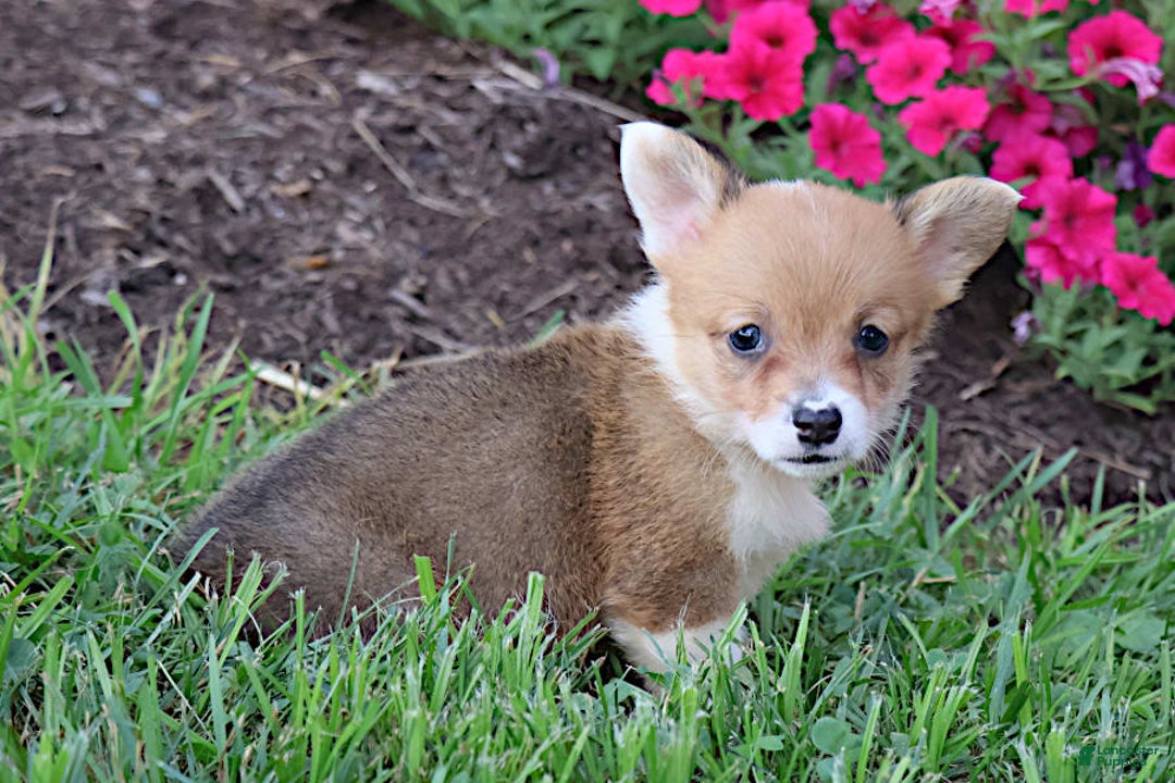 Welsh Corgi Pembroke dogs for sale: Dawson - Image 8