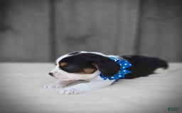 Beaglier dogs for sale: Benny - Image 1