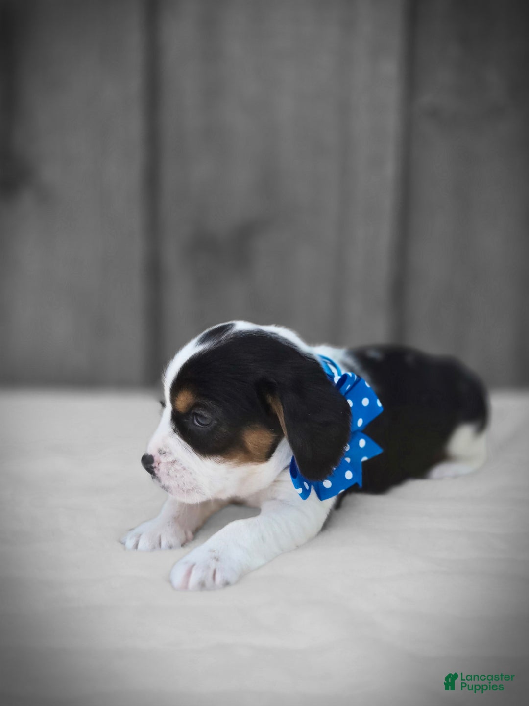 Beaglier dogs for sale: Benny - Image 1