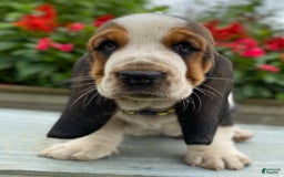 Basset Hound dogs for sale: Isabelle - Image 2