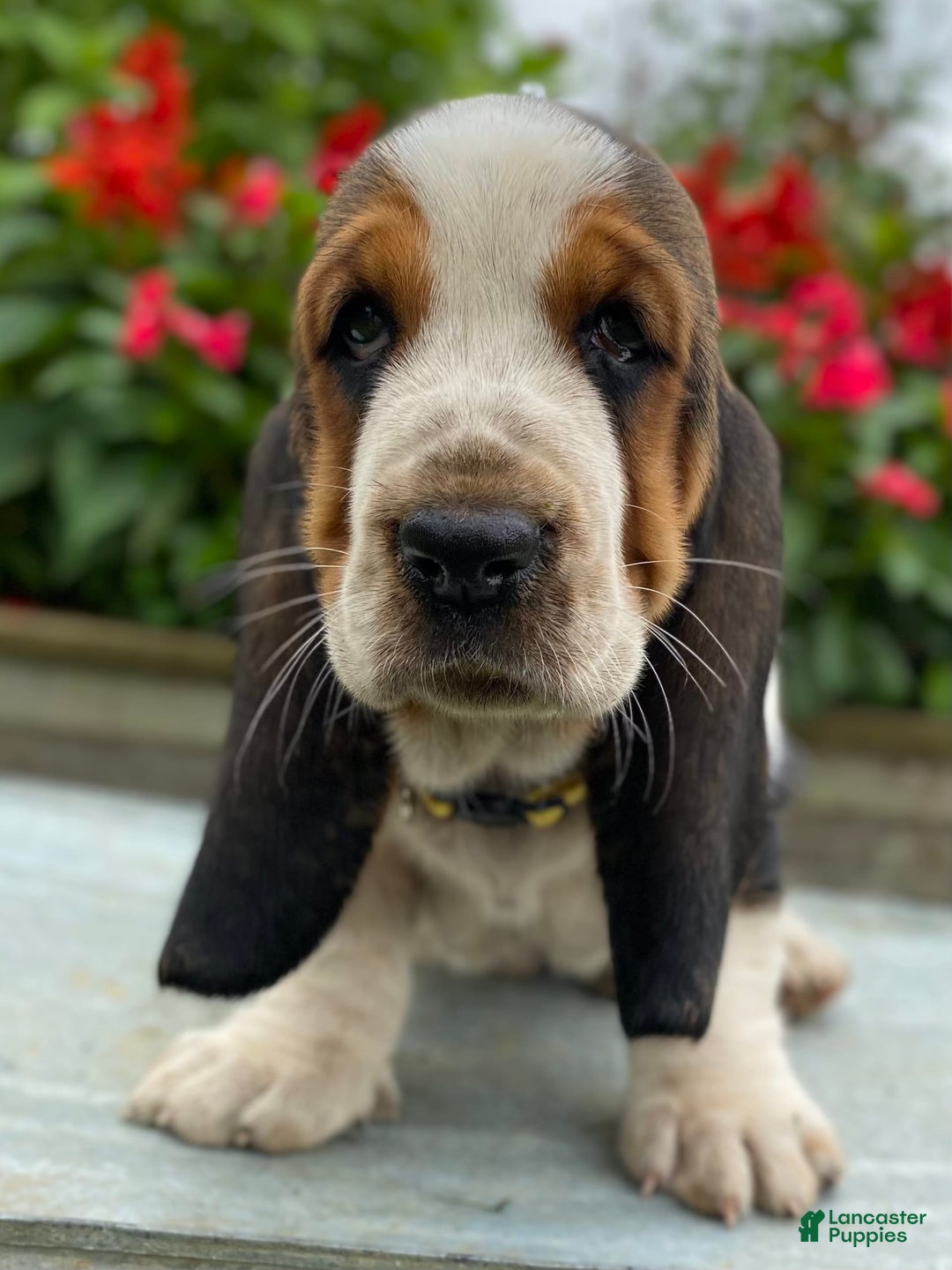 Basset Hound dogs for sale: Isabelle - Image 2