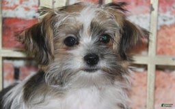Shorkie dogs for sale: Hailey - Image 1