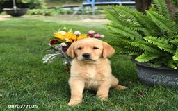 Goldador dogs for sale: Stella - Image 4