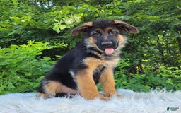 German Shepherd dogs for sale: Uma - Image 1