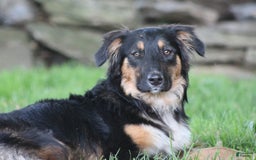 English Shepherd dogs for sale: Milano - Image 7