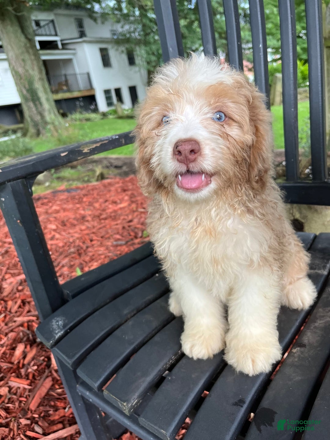 Mini Aussiedoodle dogs for sale: Sunny - Image 15
