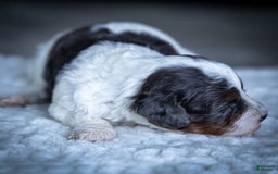 Cavapoo dogs for sale: Simba - Image 17