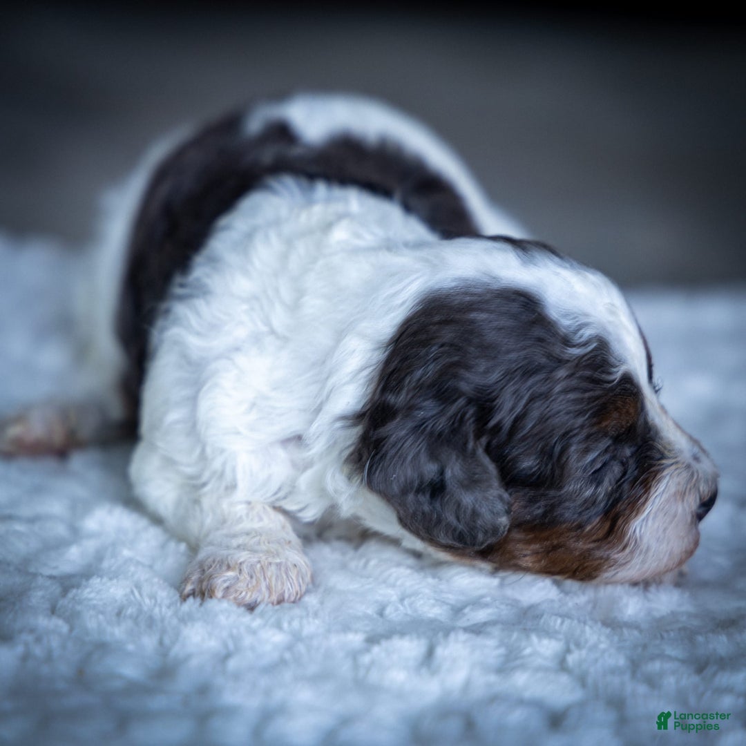 Cavapoo dogs for sale: Simba - Image 17