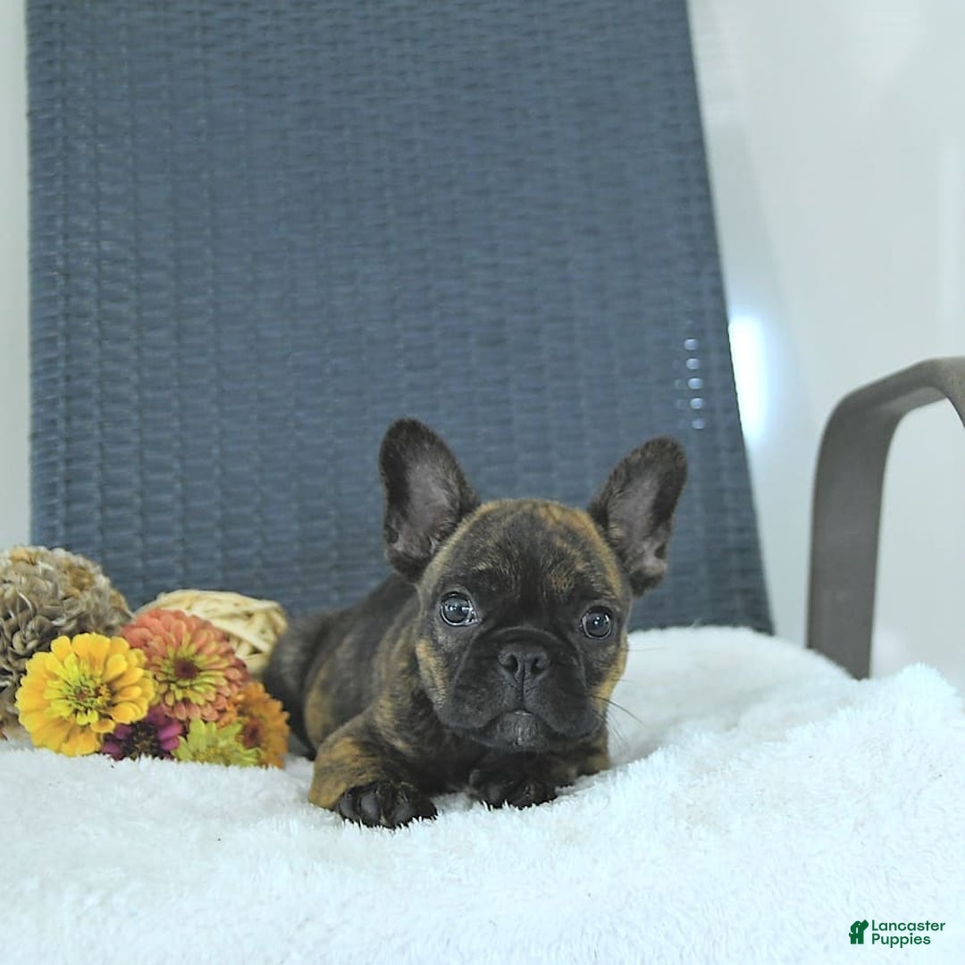 Frenchton dogs for sale: Zeke - Image 11