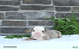 Olde English Bulldogge dogs for sale: Coby - Image 2