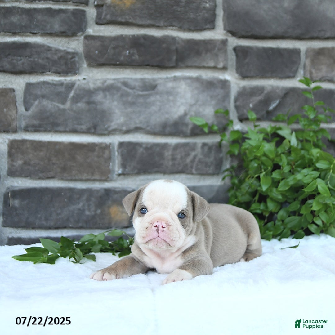 Olde English Bulldogge dogs for sale: Coby - Image 2