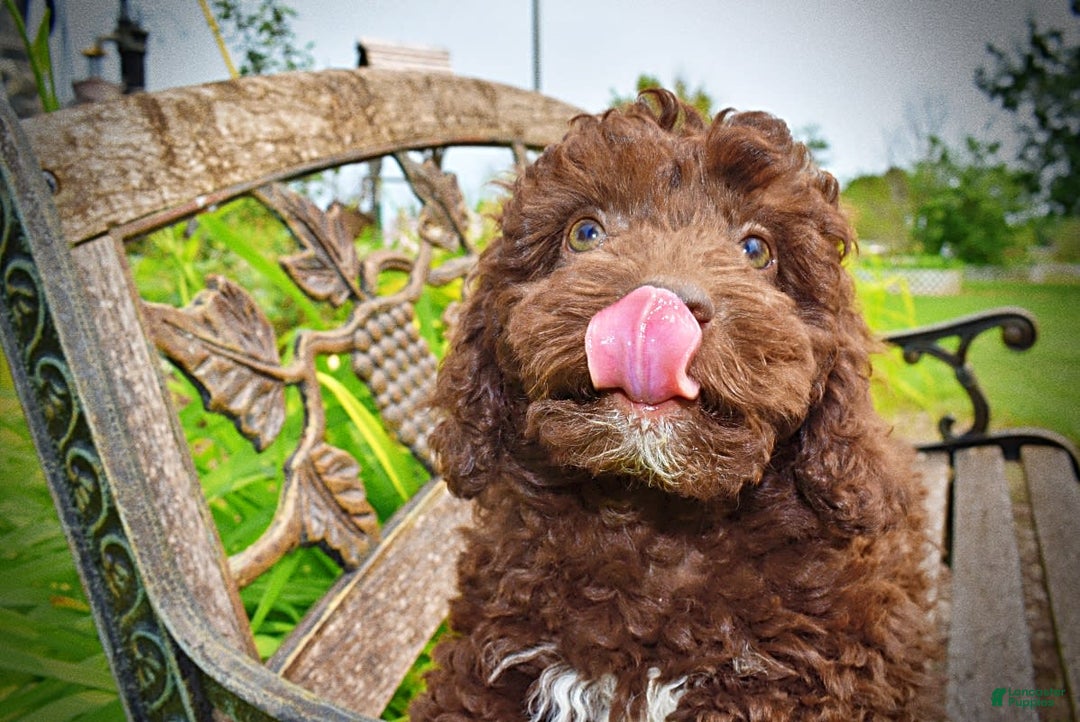 Havapoo dogs for sale: Teddy - Image 6