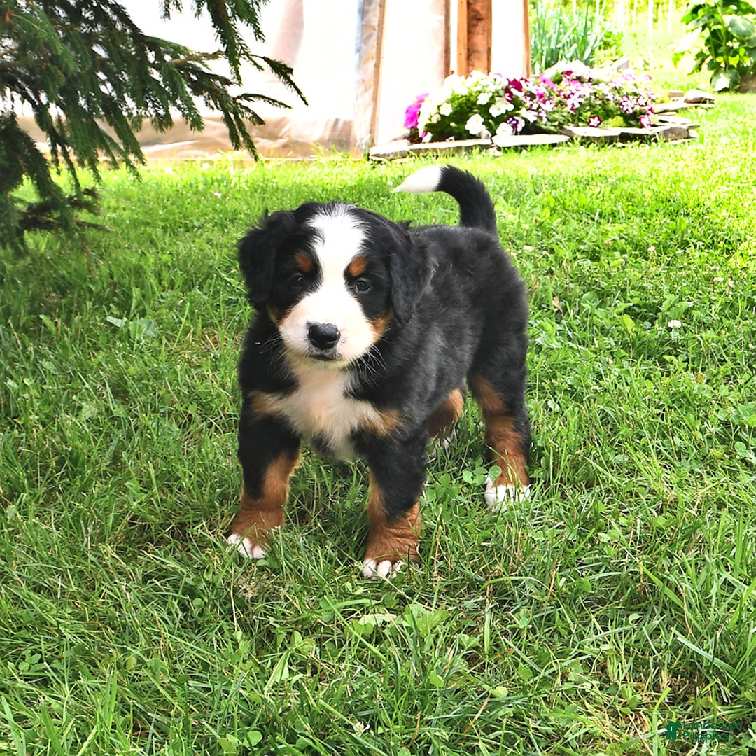 Bernese Mountain Dog dogs for sale: Lael - Listing for pets: Lael, Licia, Vincent, Virgil - Image 4
