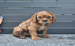Cavalier King Charles Spaniel dogs for sale: Wendle - Image 3