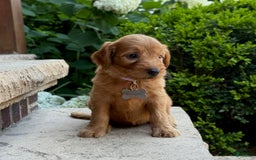 Goldendoodle dogs for sale: Ember - Image 6