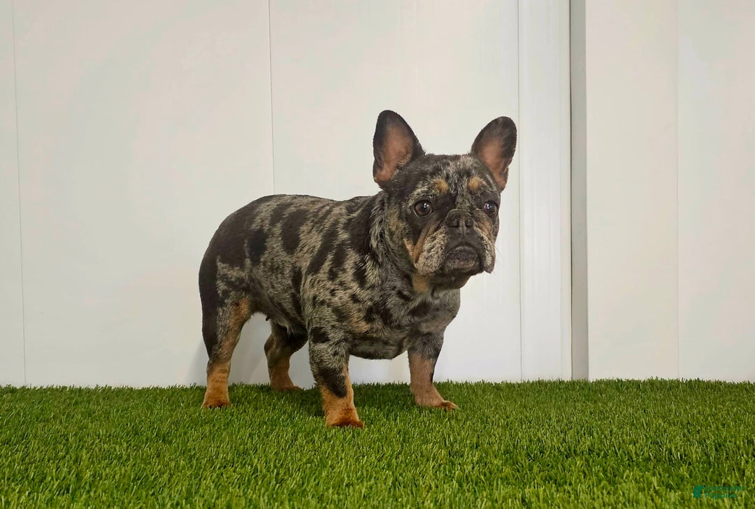 French Bulldog dogs for sale: Remi - Image 22