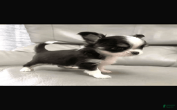 Chihuahua dogs for sale: Barkley - Image 1